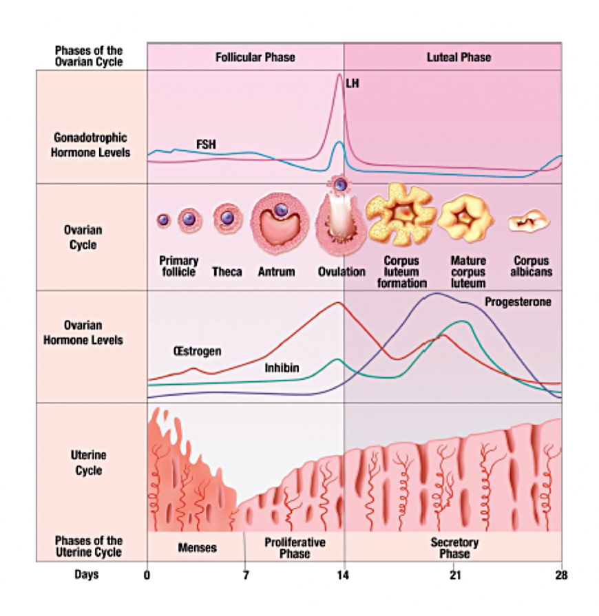 stages-of-female-cycles - Esmioma