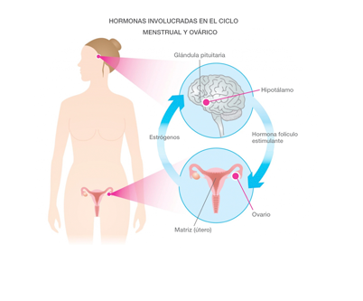 Hormonas y los ciclos de la mujer
